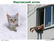 Мартовский котик, фотодиптих от Н.Ратма