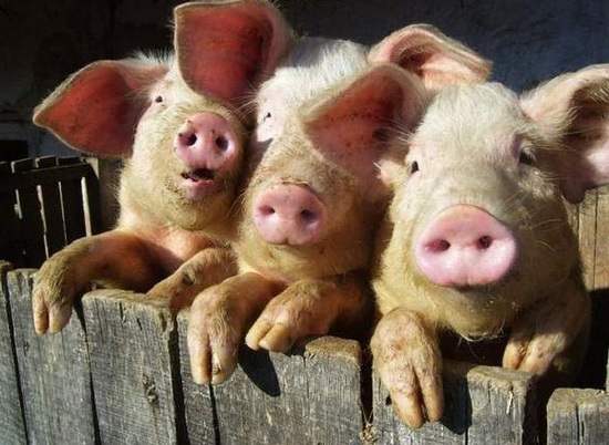 Две свиньи разговаривают одна другой: Слушай, не будь человеком дай яб