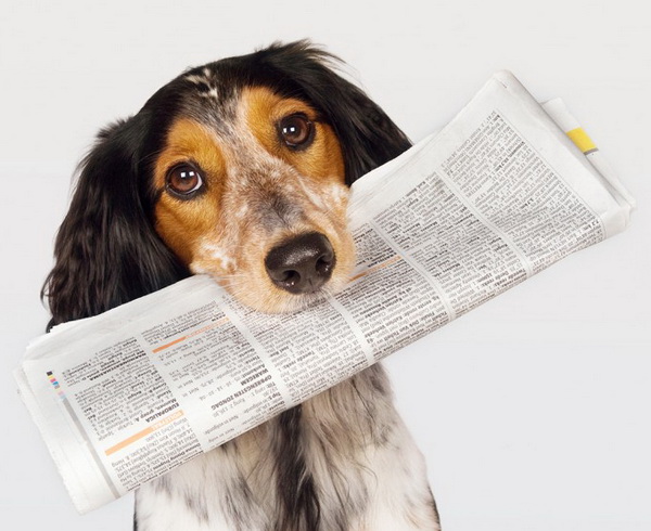 У меня очень умная собака: каждое утро приносит в дом свежие газеты.